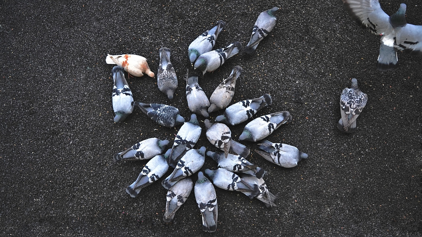 Почему на улицах Воронежа так много мёртвых голубей?