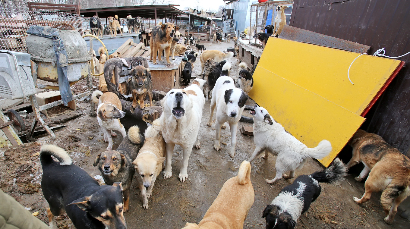 «Если снесут забор, 1 000 собак окажется на улице»