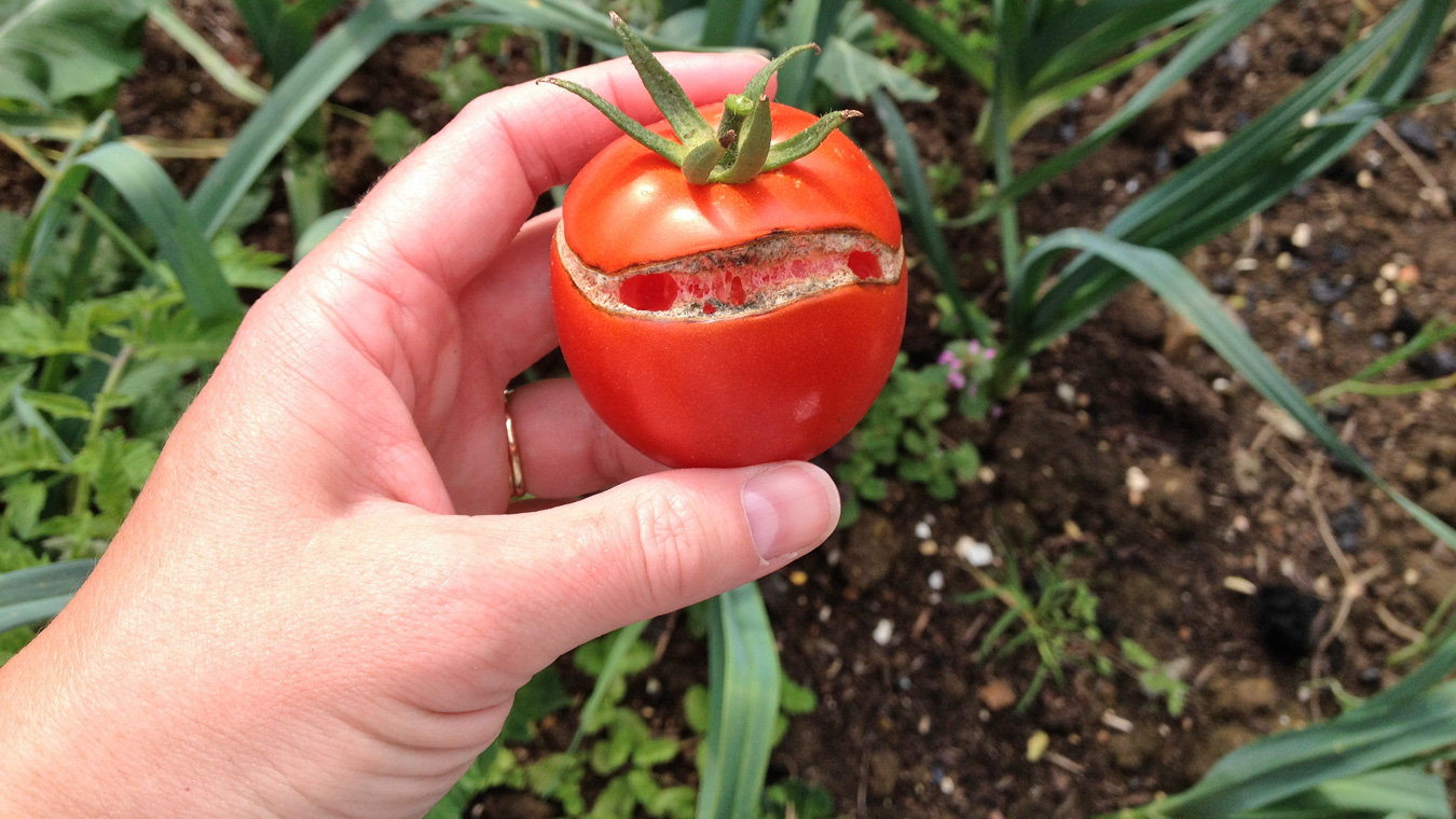 Почему трескаются томаты и не плодоносит яблоня?