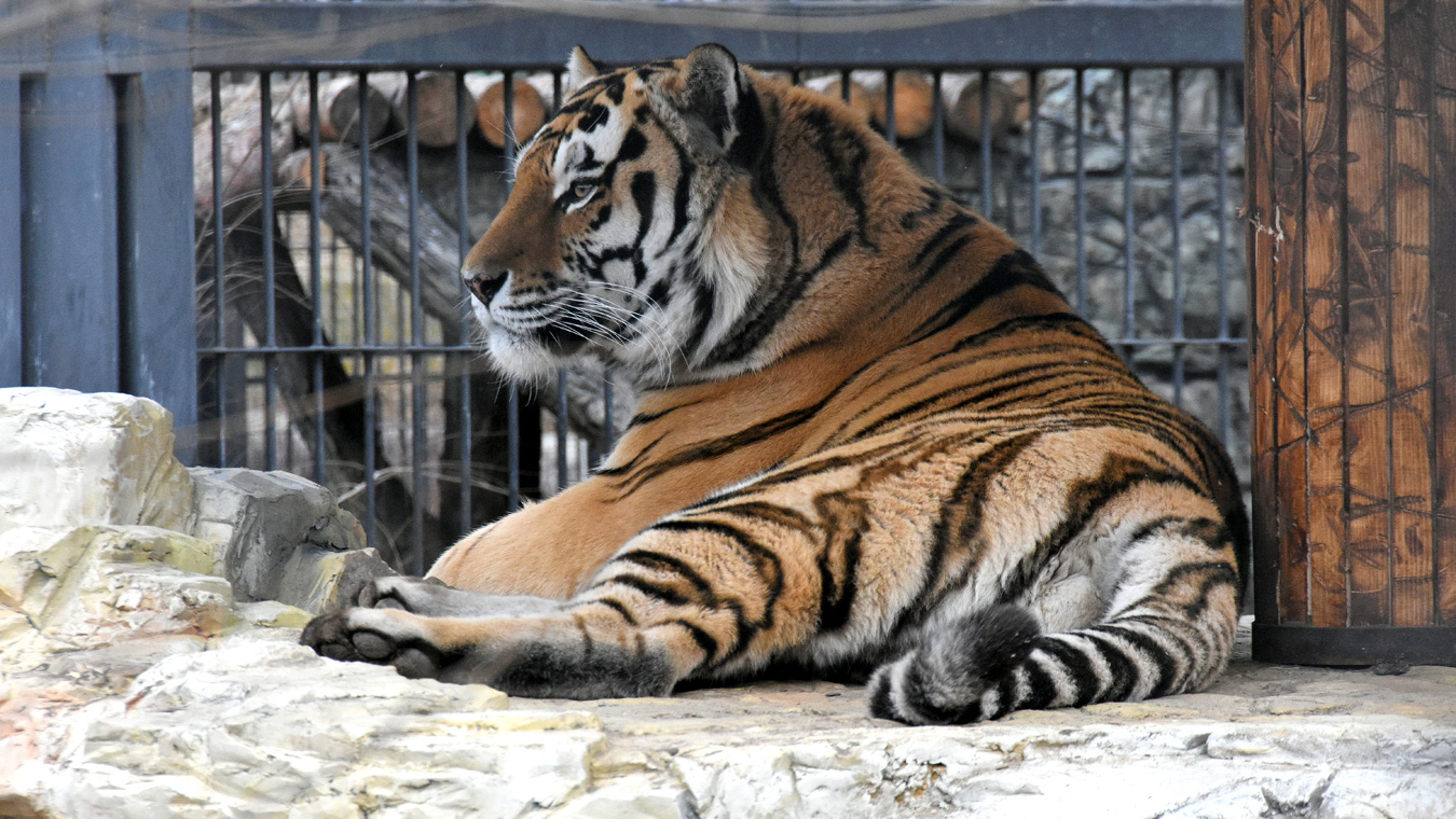 Почему в Воронежском зоопарке не могут «поженить» амурских тигров