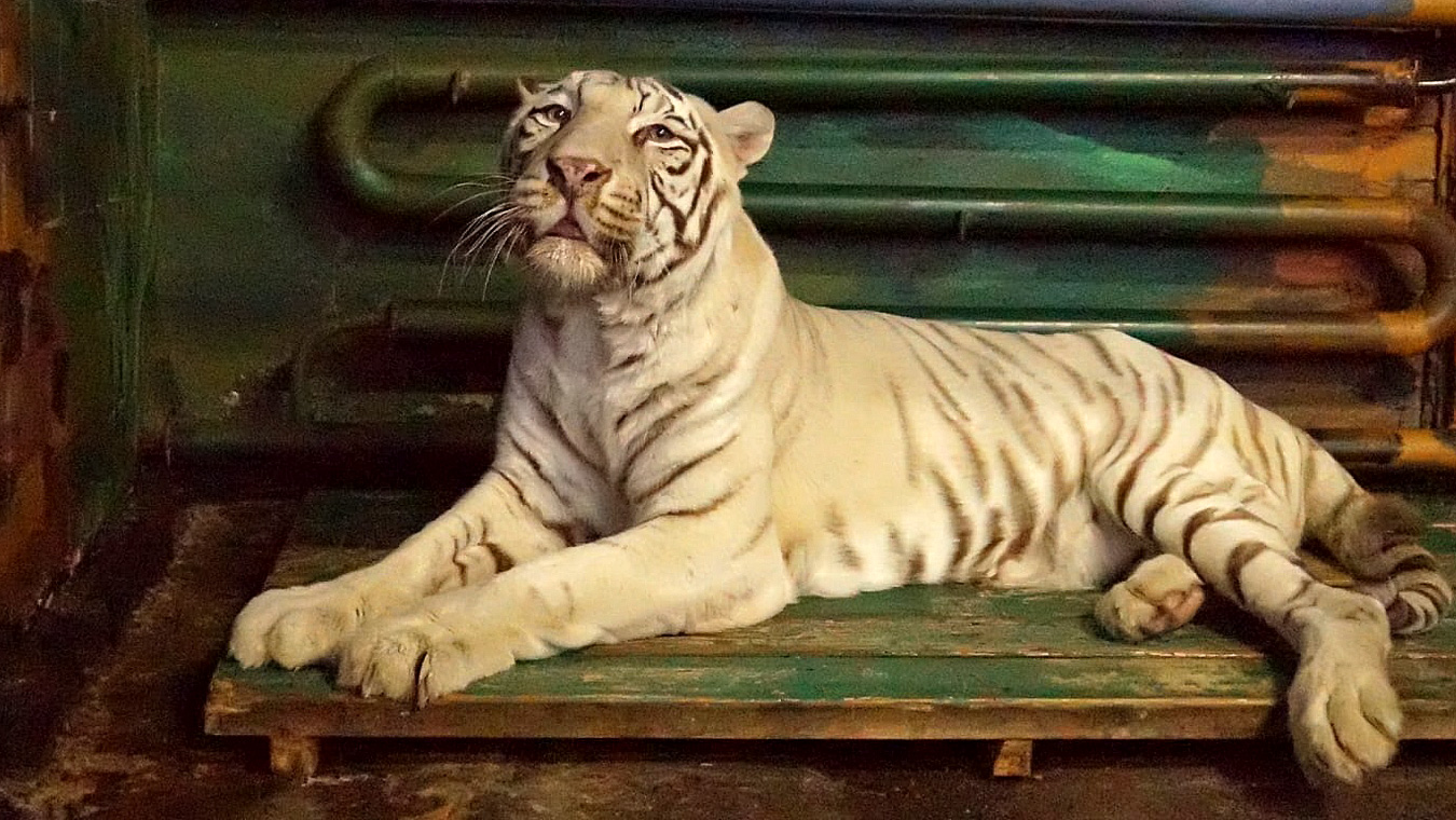 Сколько мяса  нужно липецким тиграм для счастья