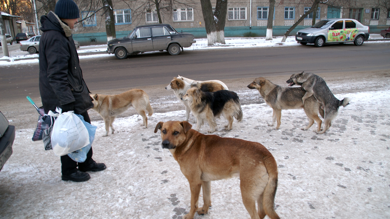 Как в Воронеже будут решать проблему бродячих животных?