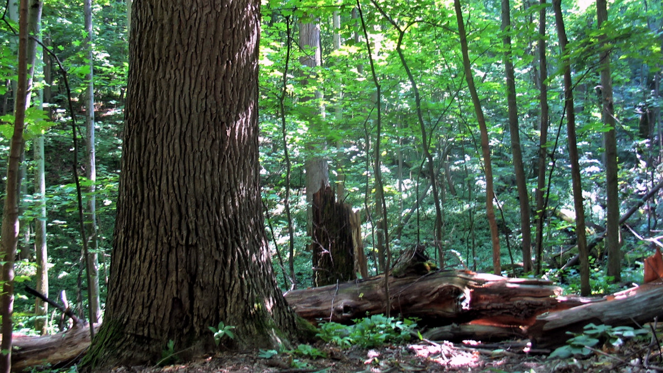 «Лес на Ворскле» славится 300-летними дубами