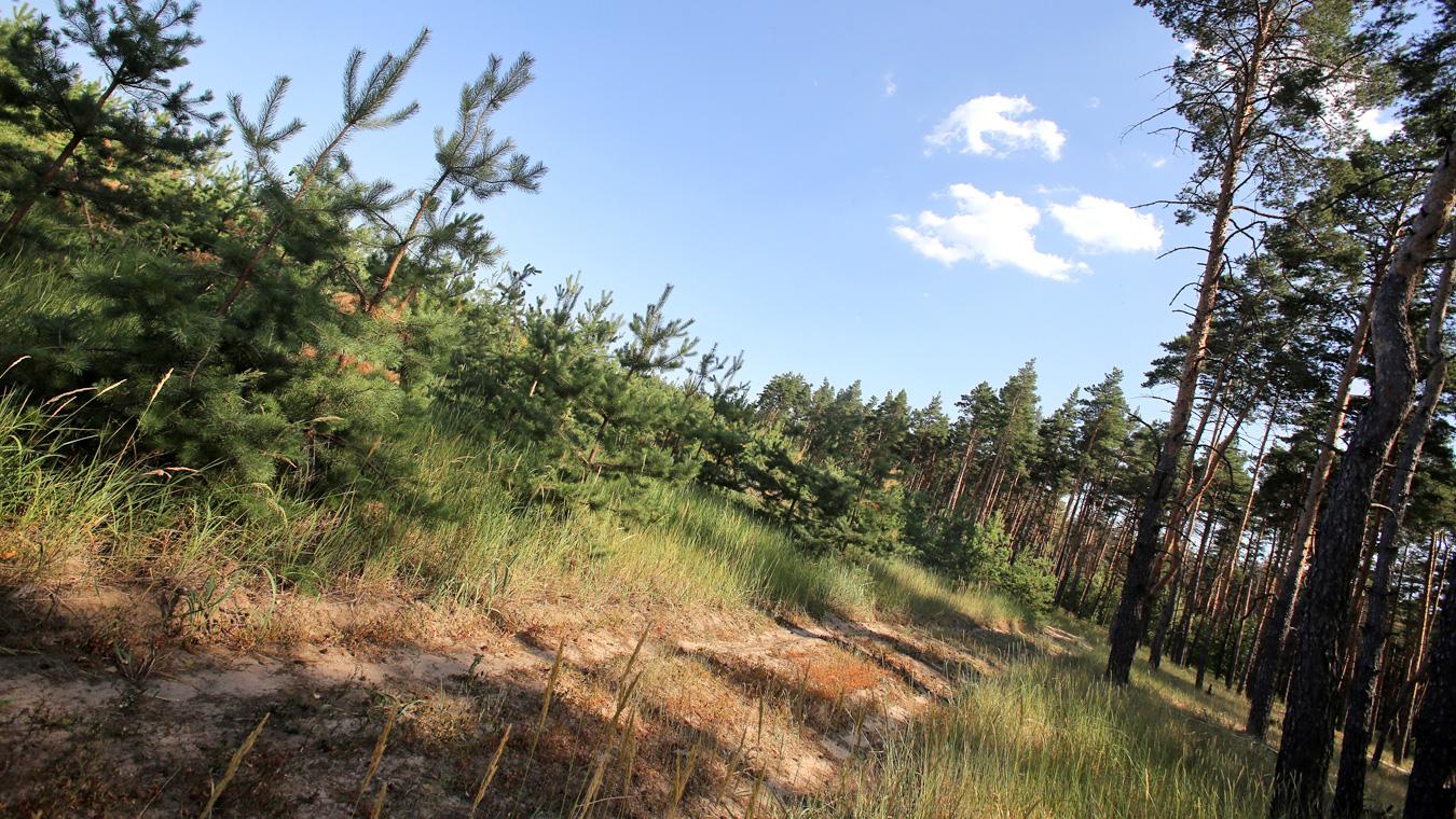 Когда восстановят сгоревшие Воронежские леса?