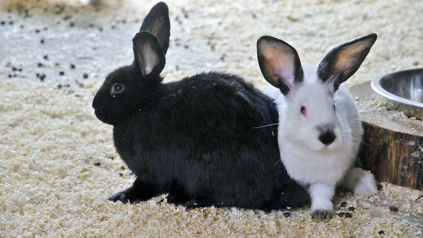 Кролики — это не только ценный мех…