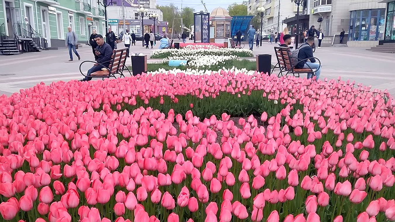 В Белгороде зацветут 5 миллионов тюльпанов