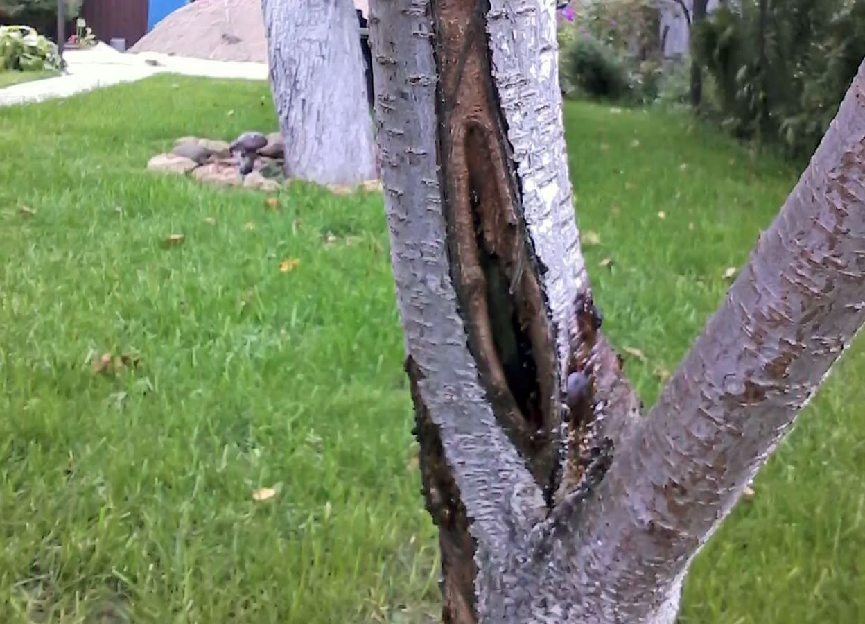 Трещины коры деревьев