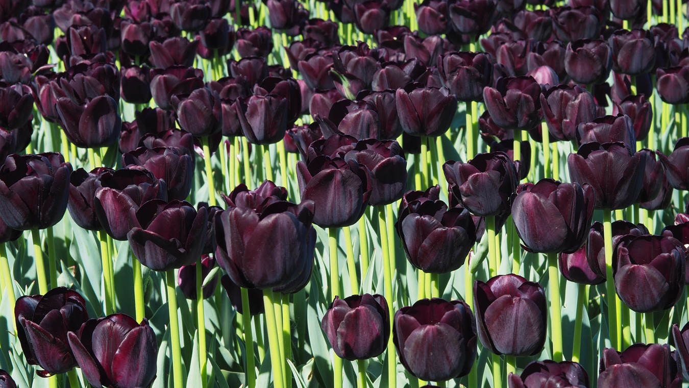 В Белгороде расцветут чёрные тюльпаны
