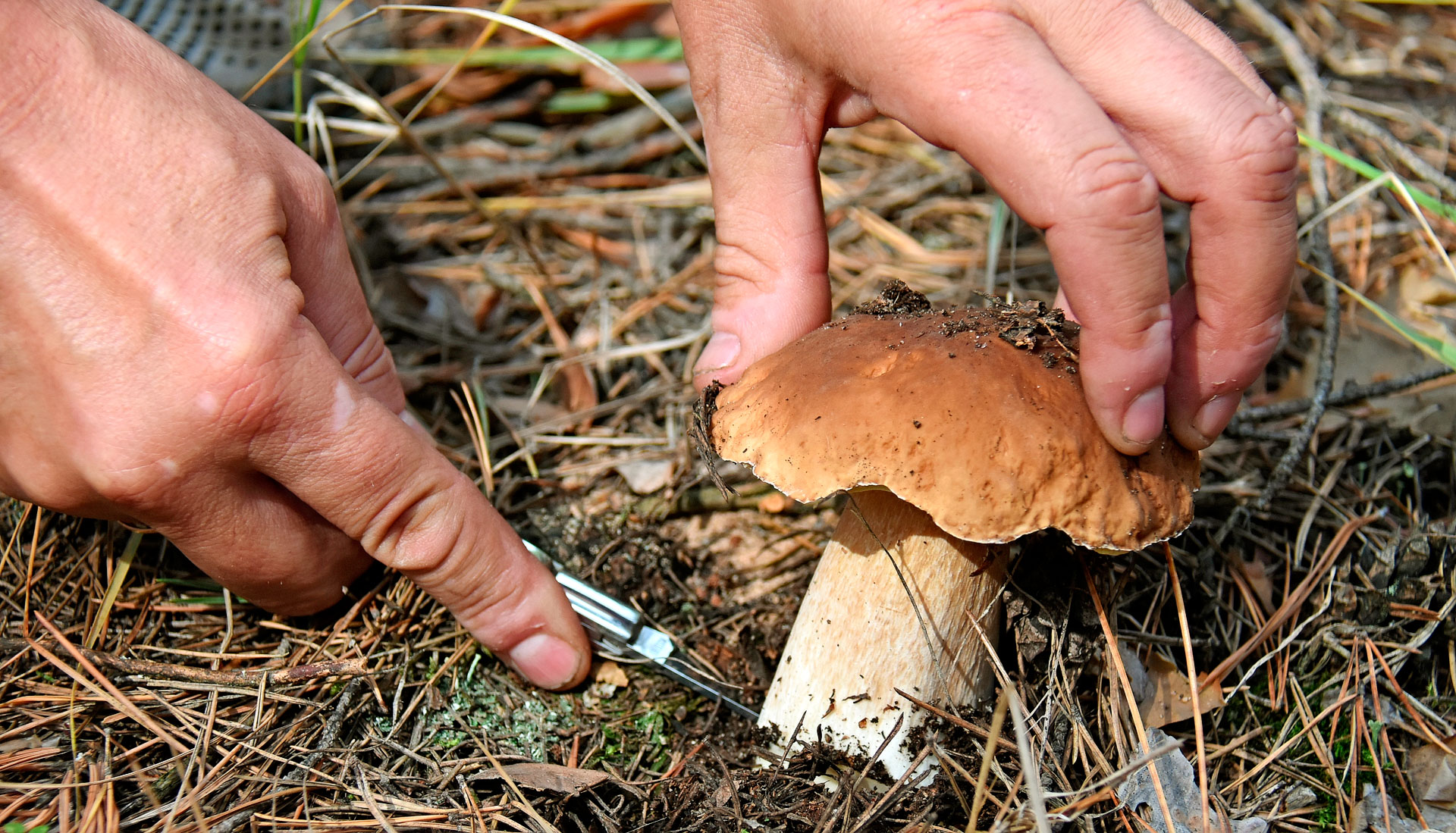 В Воронеже пятилетний мальчик умер, отравившись лесными грибами