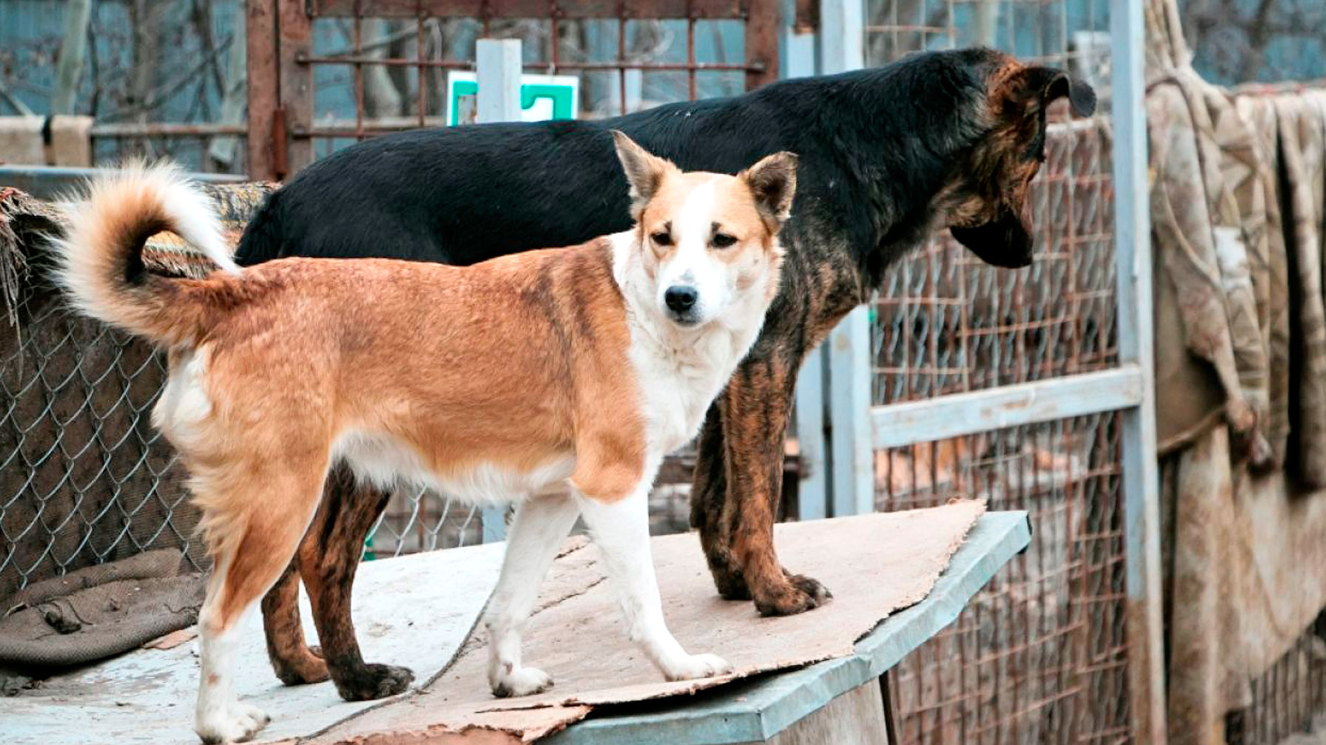 В Воронеже отстреливают собак к чемпионату мира по футболу?