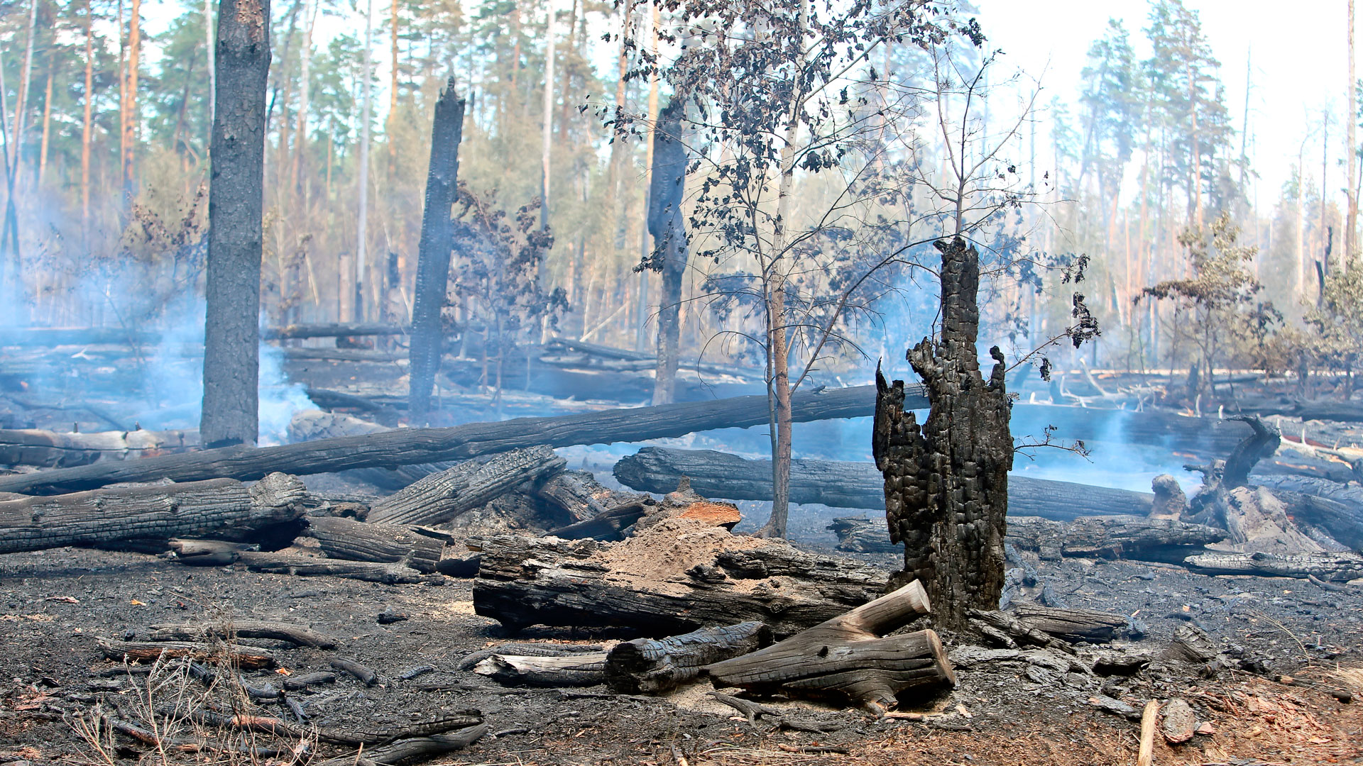 Лесные пожары под Воронежем потушил ливень