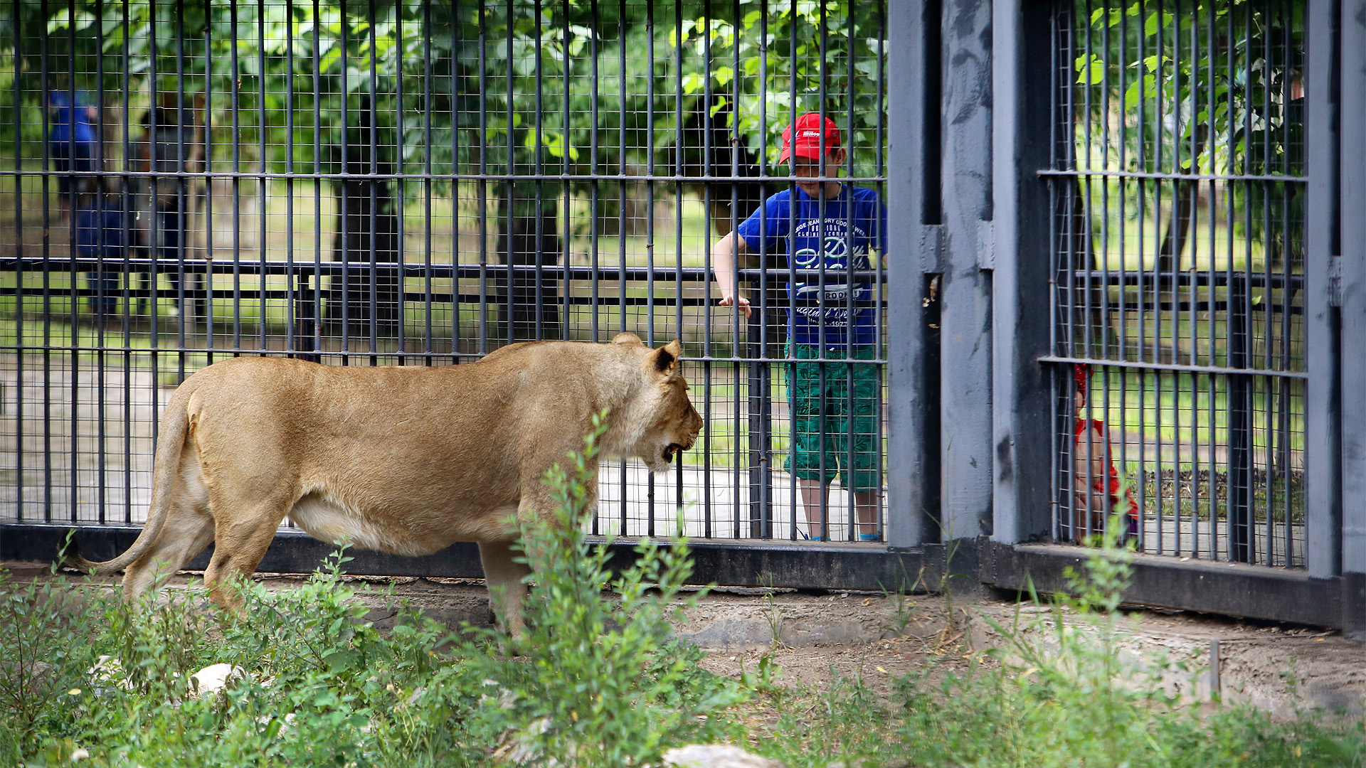 Львица откусила палец посетителю Воронежского зоопарка 