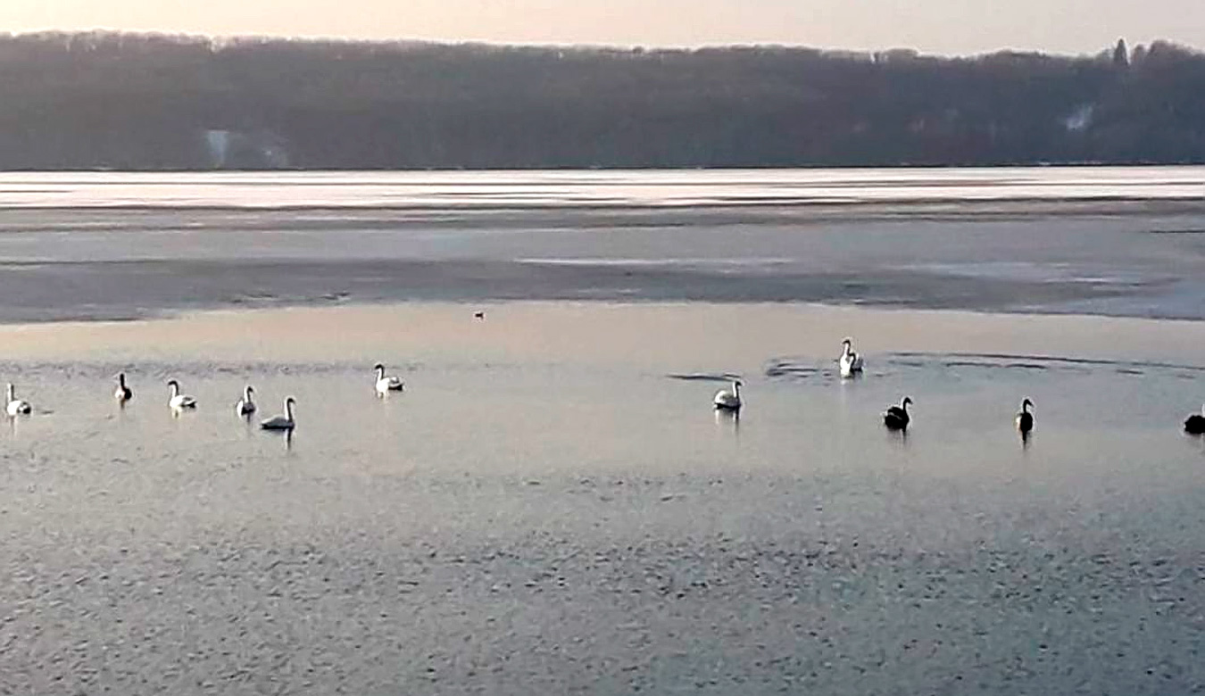 Стая лебедей осталась зимовать на Воронежском водохранилище
