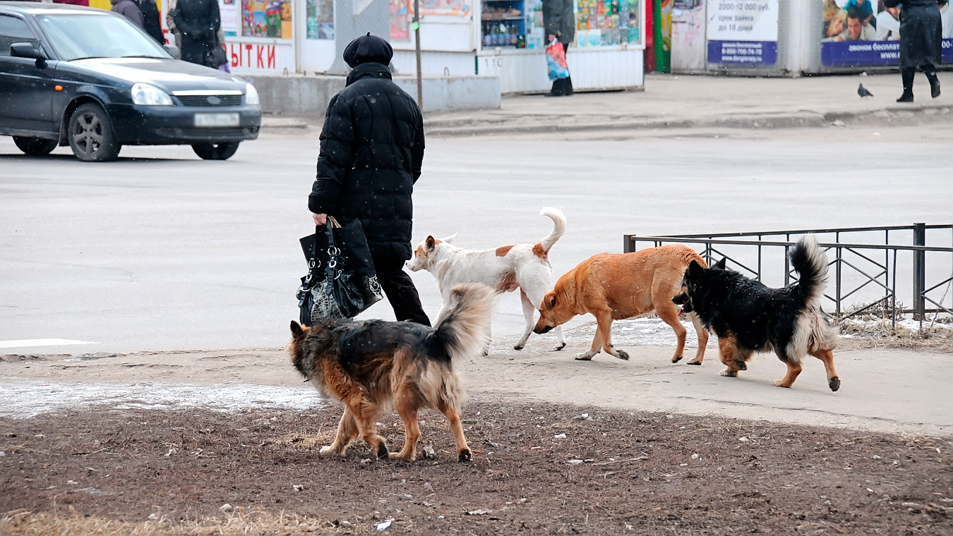Воронежцы остались один на один с бродячими собаками