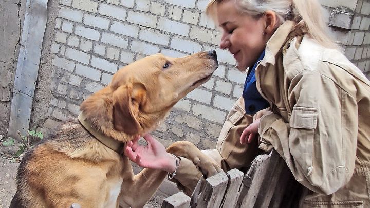 Почему белгородцы выступают против создания собачьего приюта?